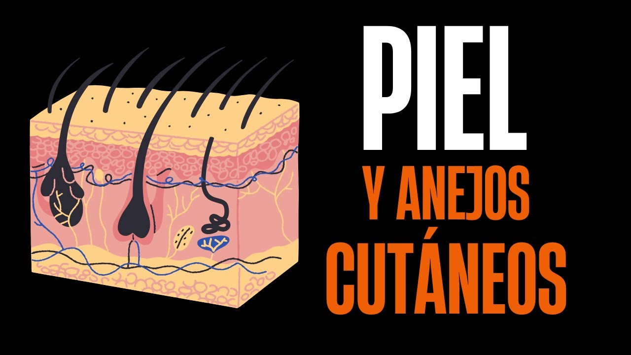 La piel y los anejos cut&aacute;neos