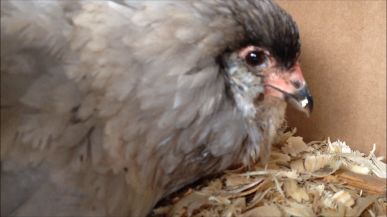 Hatching with a Broody Hen All the Way - Setting, Incubating, Moving, Hatching, and Brooding!