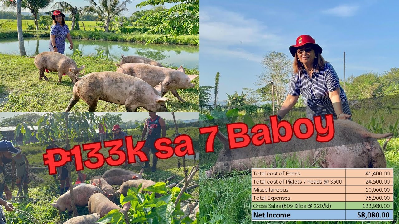 P 133k sa 7 na Baboy in 166 days!