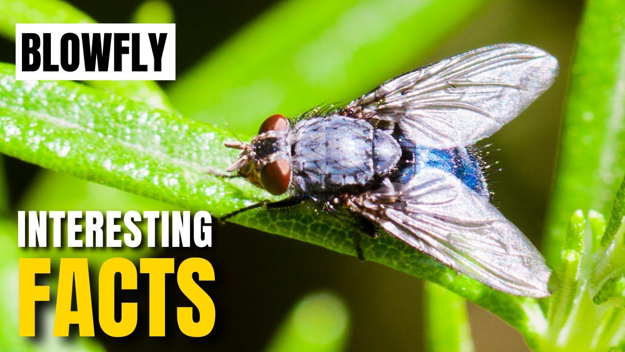 Amazing facts of Blowfly | Interesting Facts | The Beast World