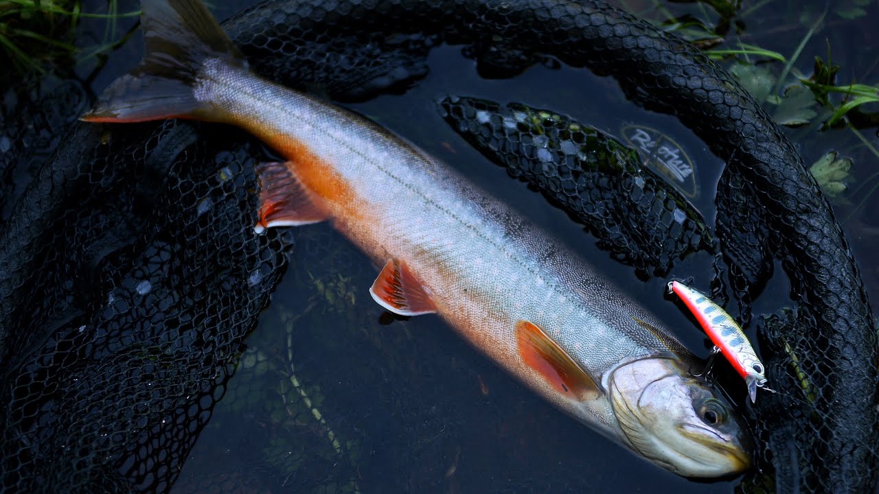 Trout fishing in Montenegro - Arctic char on Duo Spearhead Ryuki 60s