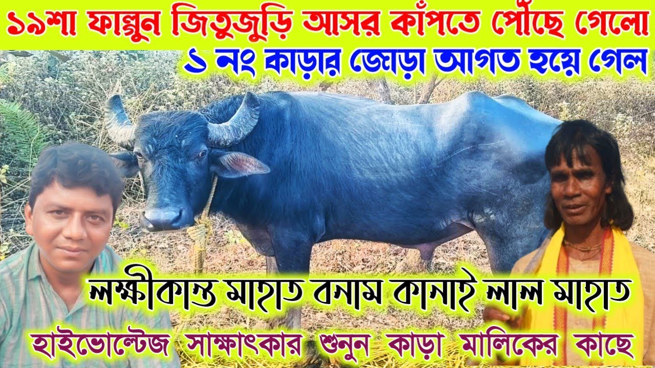 জিতুজুড়ি আসরে কাঁপতে পৌঁছে গেলো ১নং কাড়ার জোড়া আগত হয়ে গেল। কানাই লাল মাহাত বেলমা। বক্তব্য শুনুন
