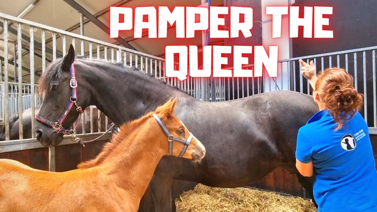 Pamper Queen Uniek. She deserves it! Rising Star is a little sick | Friesian Horses