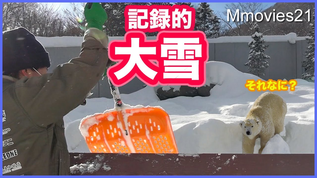 Сильный снегопад делает зоопарк жестким! Белые медведи были в восторге