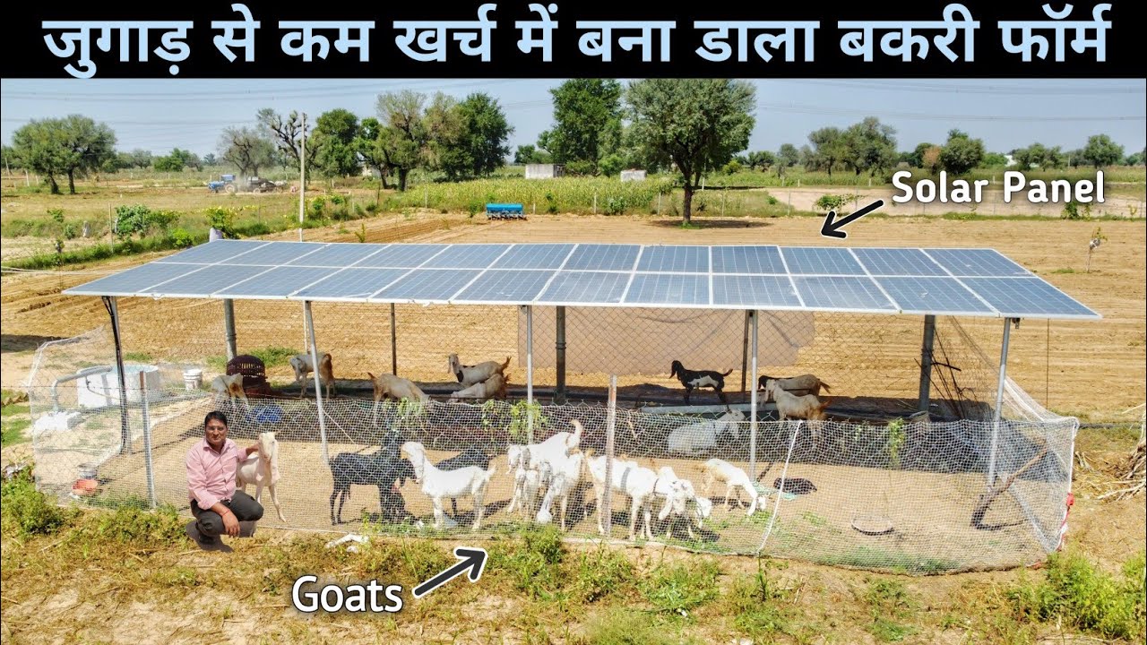 शहर की भाग दौड़ छोड़ अपने गांव आकर जुगाड़ से बना डाला शानदार Goat Farm | Goat Farming