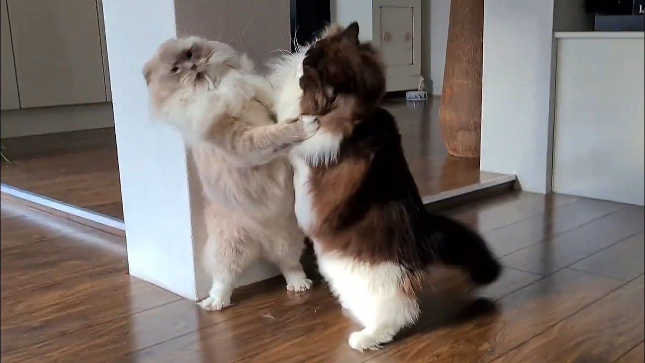 Ragdoll Cat Fight- Compilation
