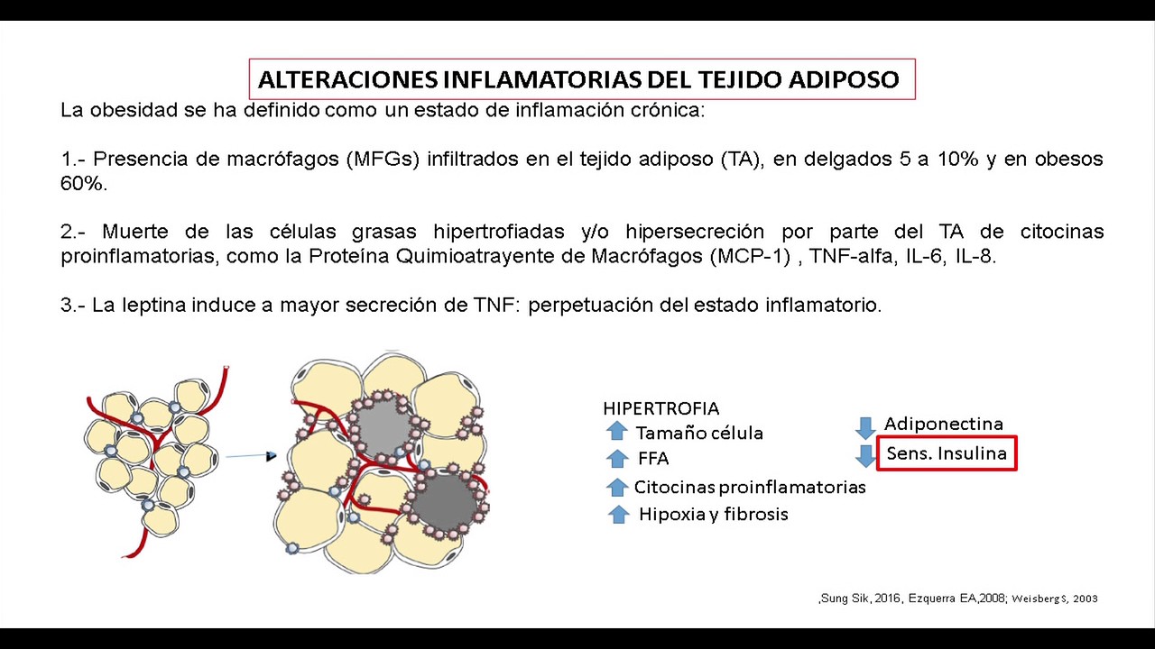 Generalidades: Obesidad, tejido adiposo y resistencia a la insulina: aspectos biológicos...
