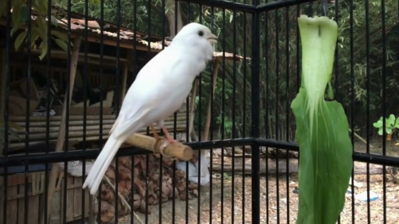 Best Belgian Canary Singing Practice for Beginners