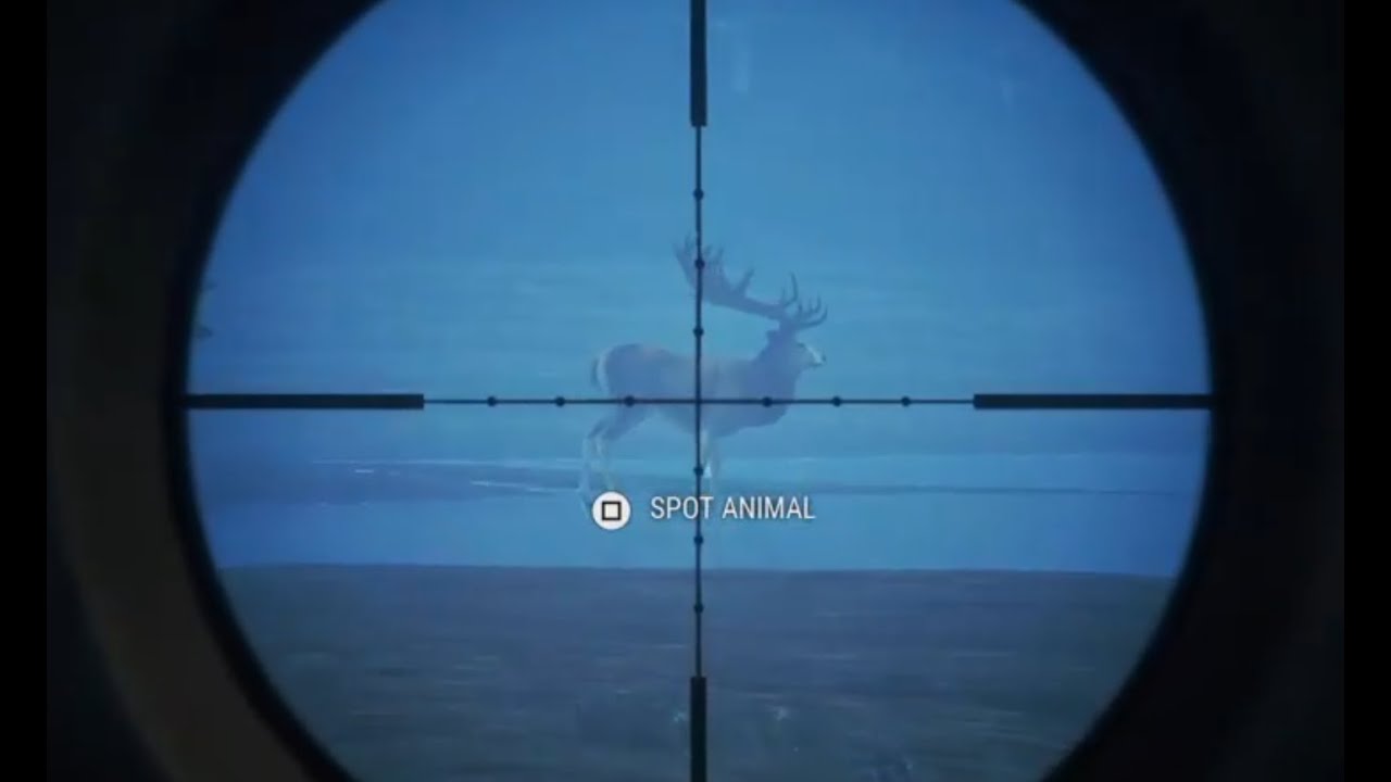 CotW: Te Awaroa - turkey hunt continues