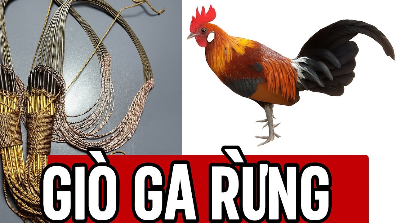 Giò bẫy gà rừng new 2026 / 0965143668