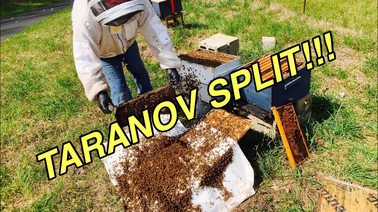 SPLITTING BEES | TARANOV Split | Cool!!!