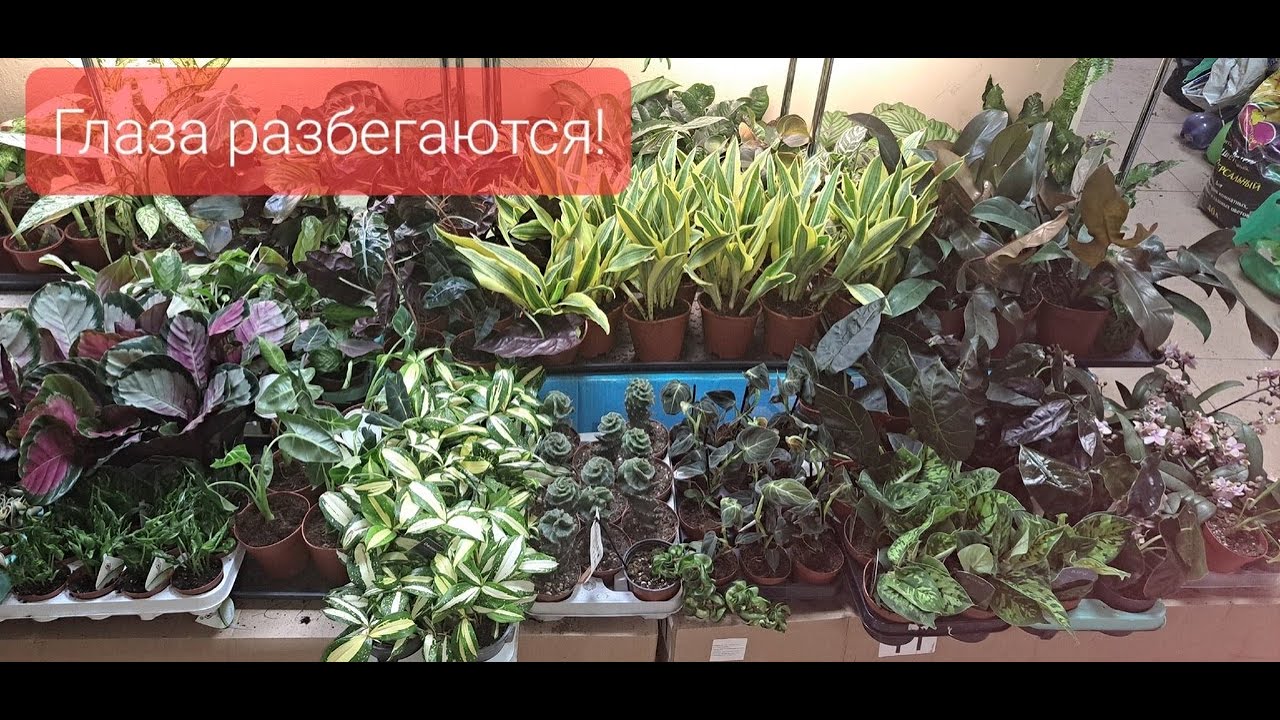 Редкости! Первое поступление в Новом году! Обзор поступления комнатных растений от 12 января 2024г.