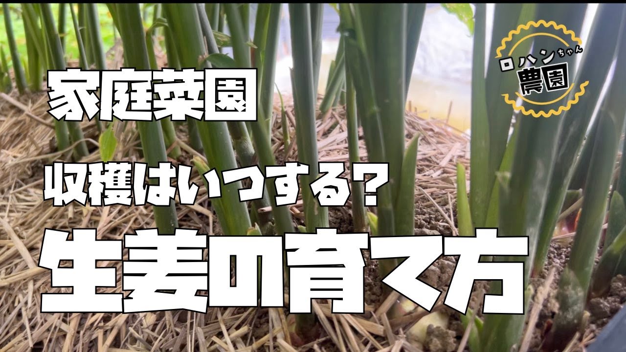 【生姜栽培】畑作りから収穫前のお世話まで一気見せ！！まだまだ収穫しません！！【有機】【ショウガ】【家庭菜園】
