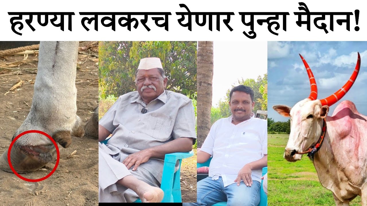 हिंदकेसरी हरण्या पुन्हा येणार मैदानात !