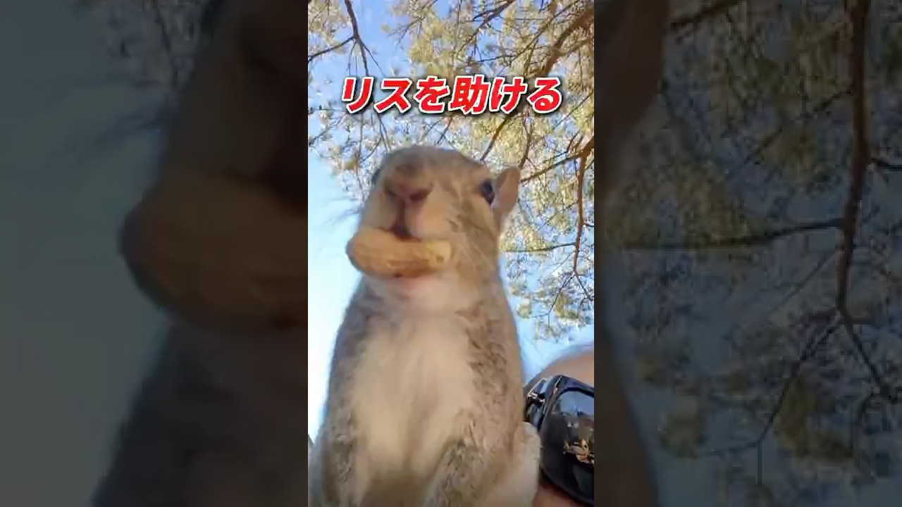 困っているリスを助けたら、、 #動物 #リス #animals #動物のいる暮らし