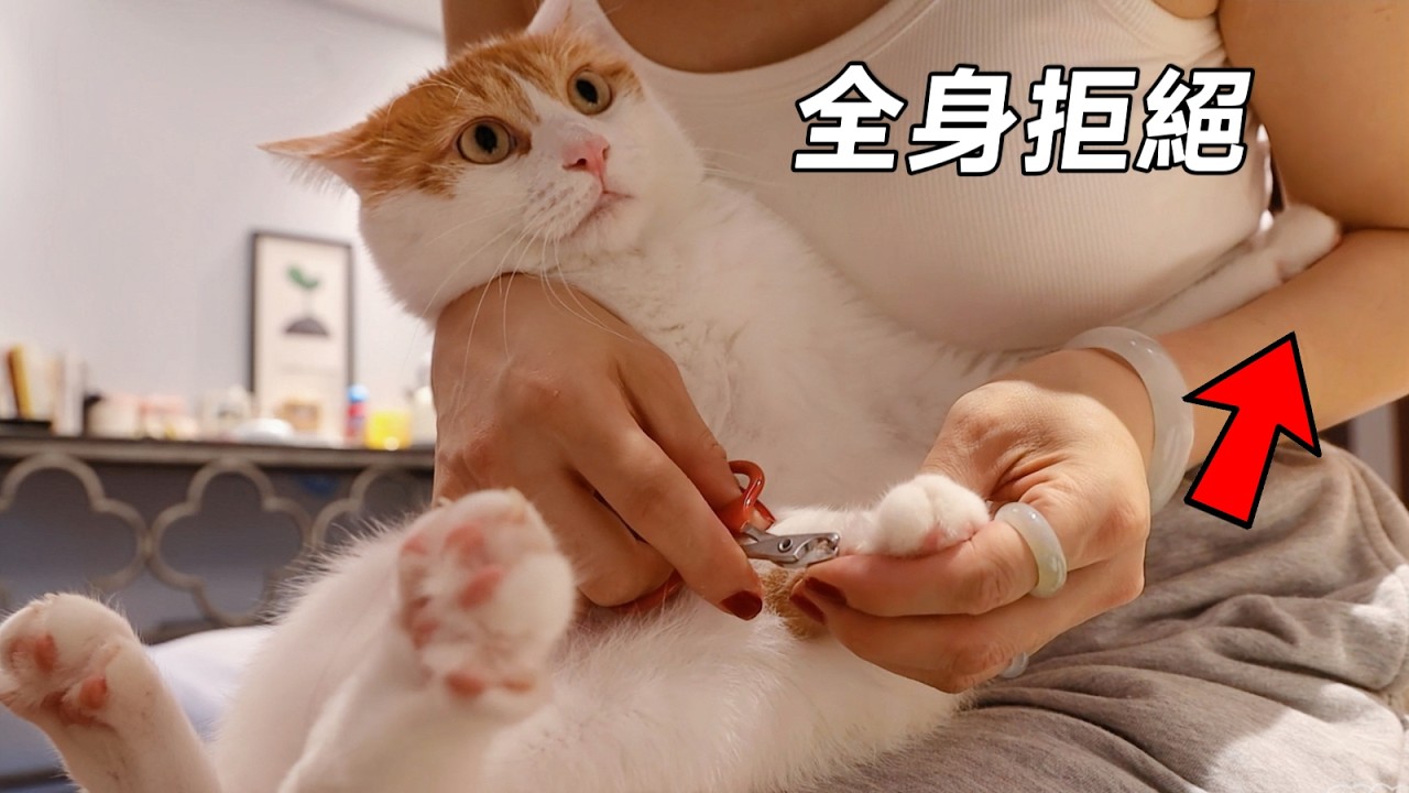 如何勸說一隻犟種貓剪指甲？違心地使勁誇牠｜李喜猫