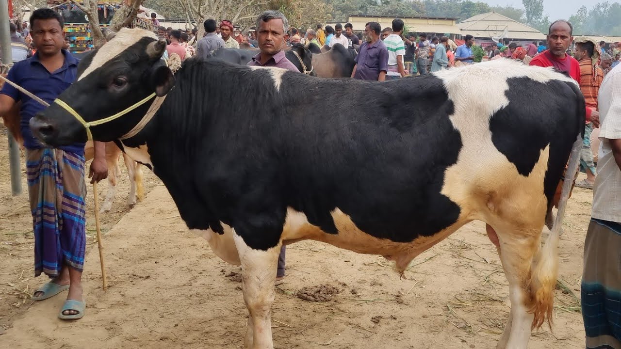 @আজ ৯ মার্চ ২৬ | ফ্রিজিয়ান, ক্রস জাতের ষাঁড় বাছুর গরুর দাম | রানীগঞ্জ হাট | দিনাজপুর 