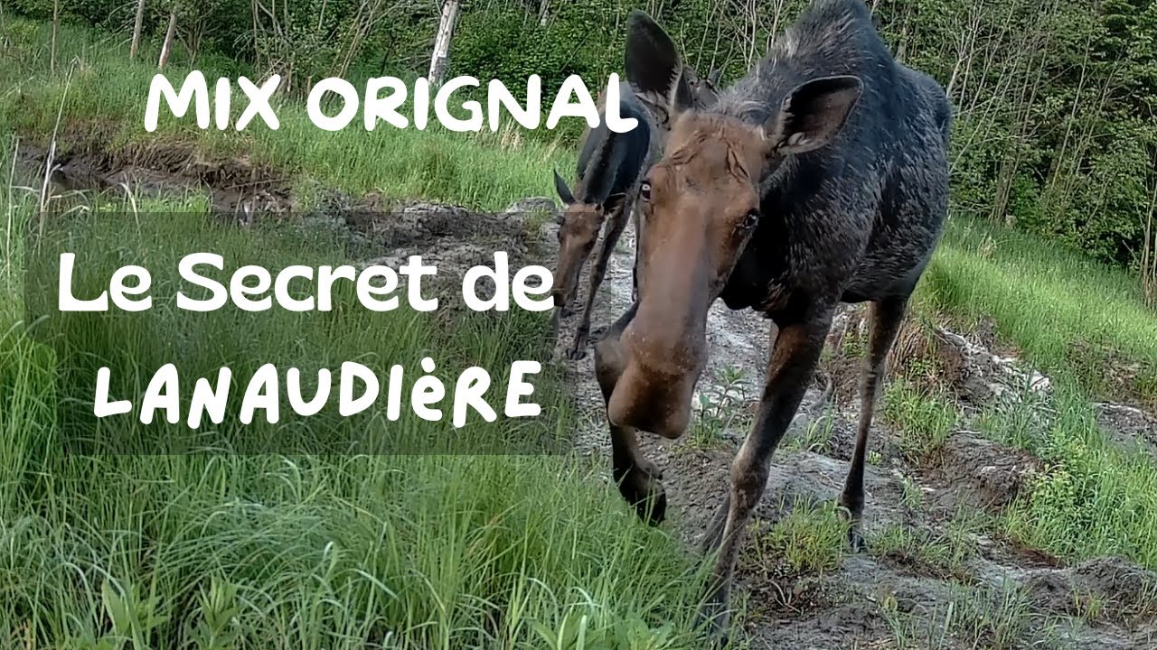 MIX ORIGNAL LANAUDIÈRE Famille Mère et ses 2 Bébés + Cris ! | Trail Cam Hunting Camera de chasse