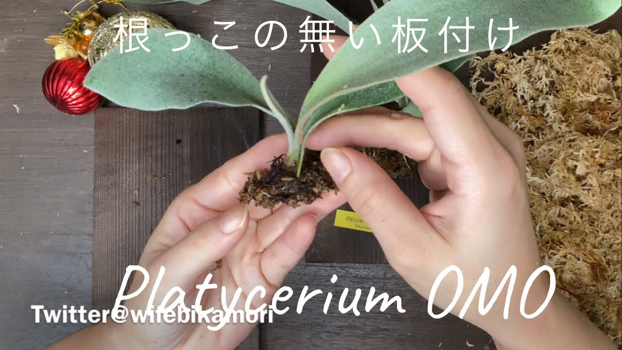 ビカクシダ　オモ‼️ポイントは胞子葉にかける糸‼️ 貯水葉も、コンポストもない株の板付け🍀 難しい2株に悪戦苦闘😱 Platycerium OMO