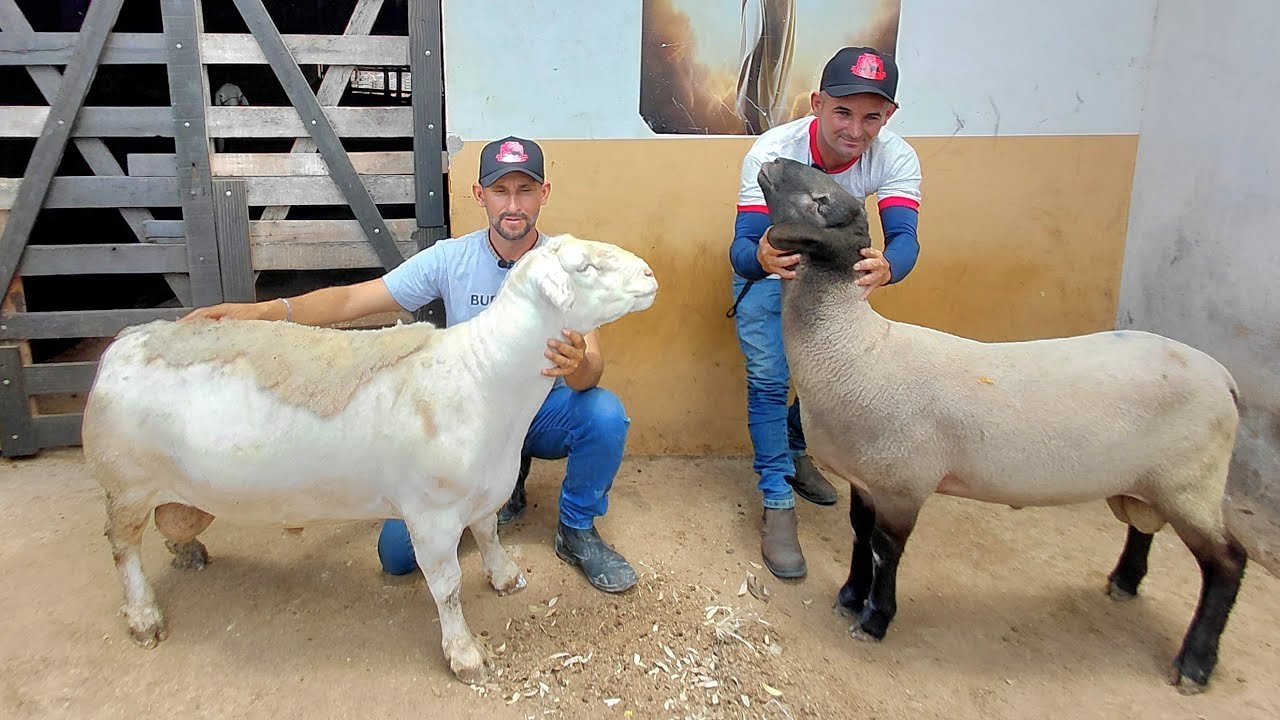 VAL DAS OVELHAS MOSTRA A RAÇA DE CARNEIRO DORPER EM DOIS RIACHOS ALAGOAS #nordeste 