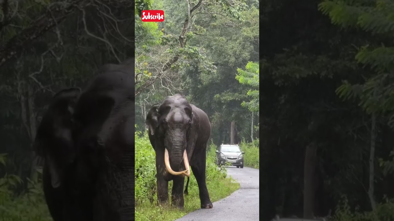 🐘 മലയാളികൾക്കായി: നഗർഹോൾ ദേശീയോദ്യാനത്തിലെ ആന അനുഭവങ്ങൾ 2025 | കാഴ്ചകൾ, യാത്രാ ടിപ്&zwnj;സ് 🇮🇳#yt#shorts