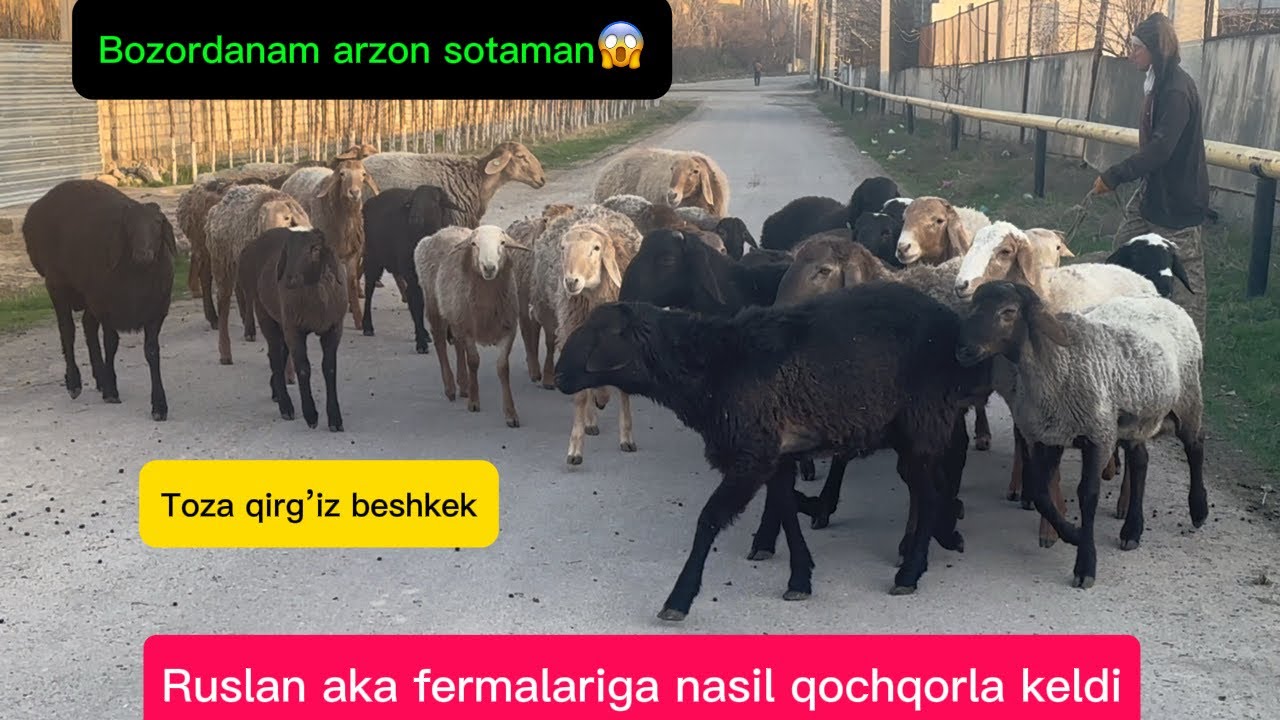 YANGI PARTIYA QOCHQORLA KELDI ISHONCHLI FERMA ZORIDAN SORAGANLAGA ULGURIB QOLILA MUNAQASI KAM BOLADI
