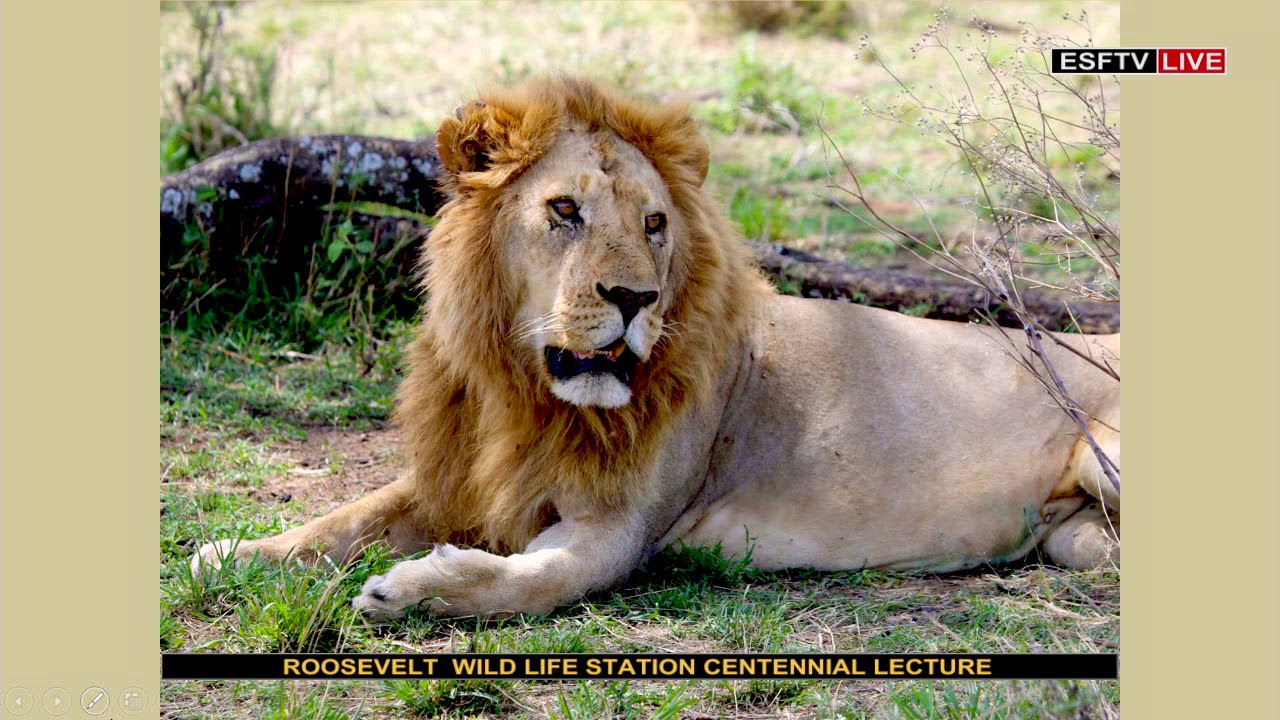 Pride of the Serengeti