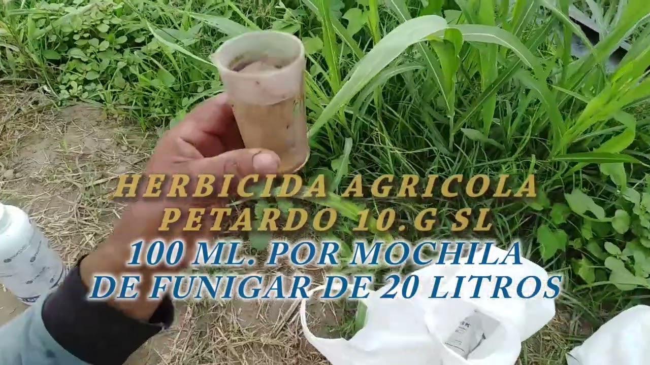 CULTIVO DE ALFALFA
