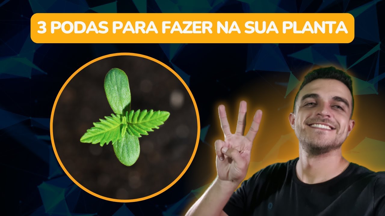 Quais podas fazer na sua planta