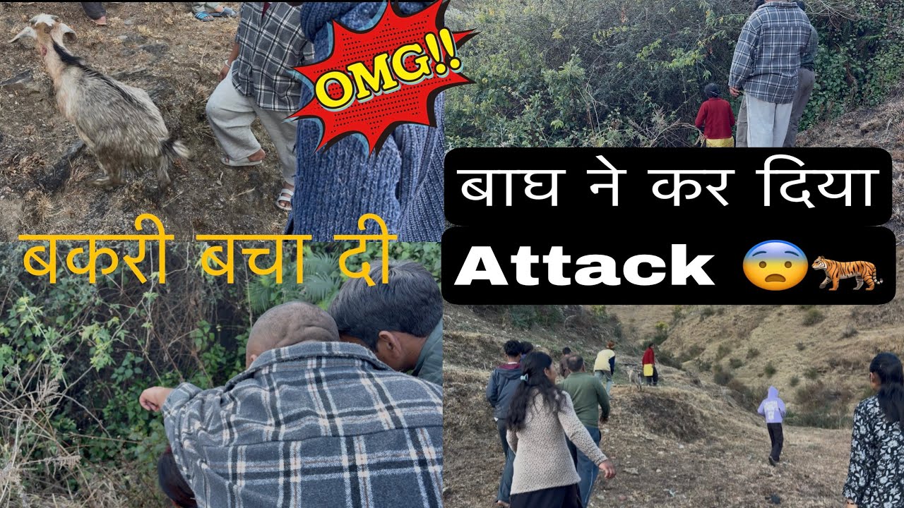 जंगल में बाघ ने कर दिया बकरी को attack 😨🐅आख़िर बकरी को बचा दिया 😨#pahdi #uttarakhand #attack 