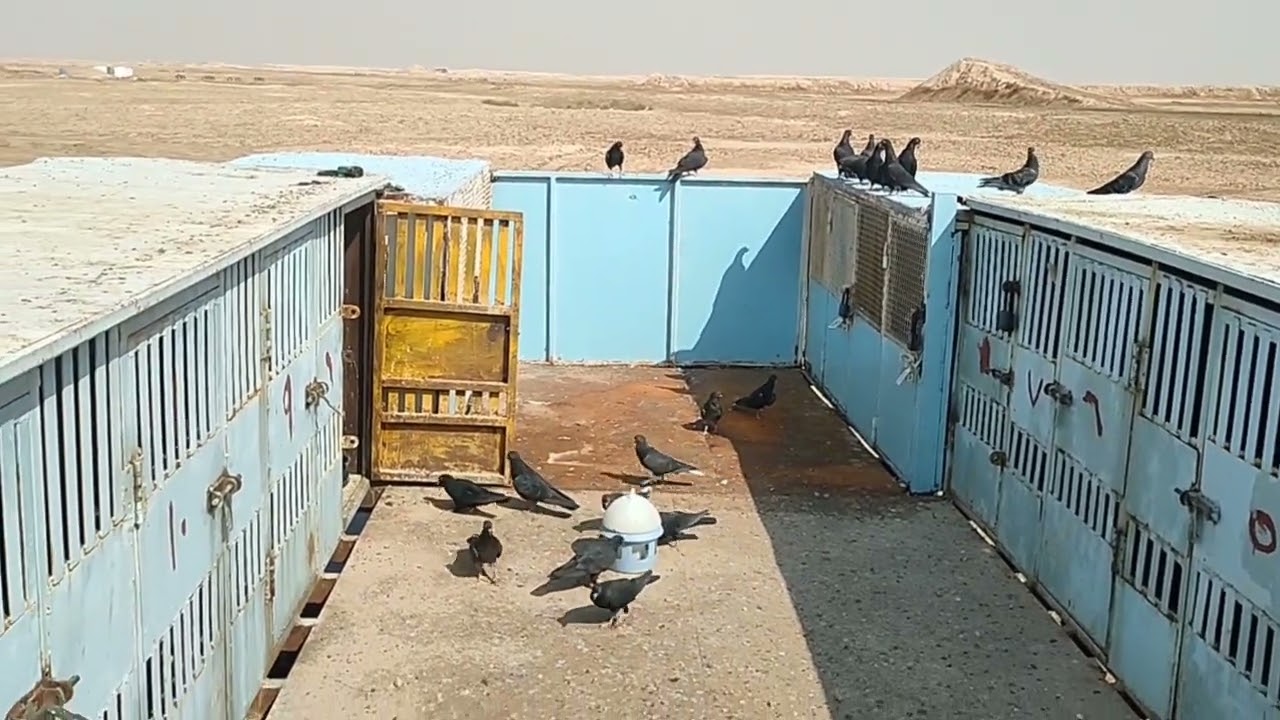 كيف نتعامل وي الطير الجارور بلمطيار وتشبيته
