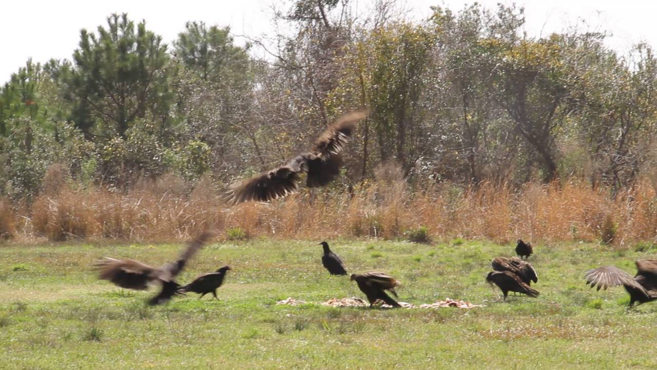 eagle interrupts vulture dinner table