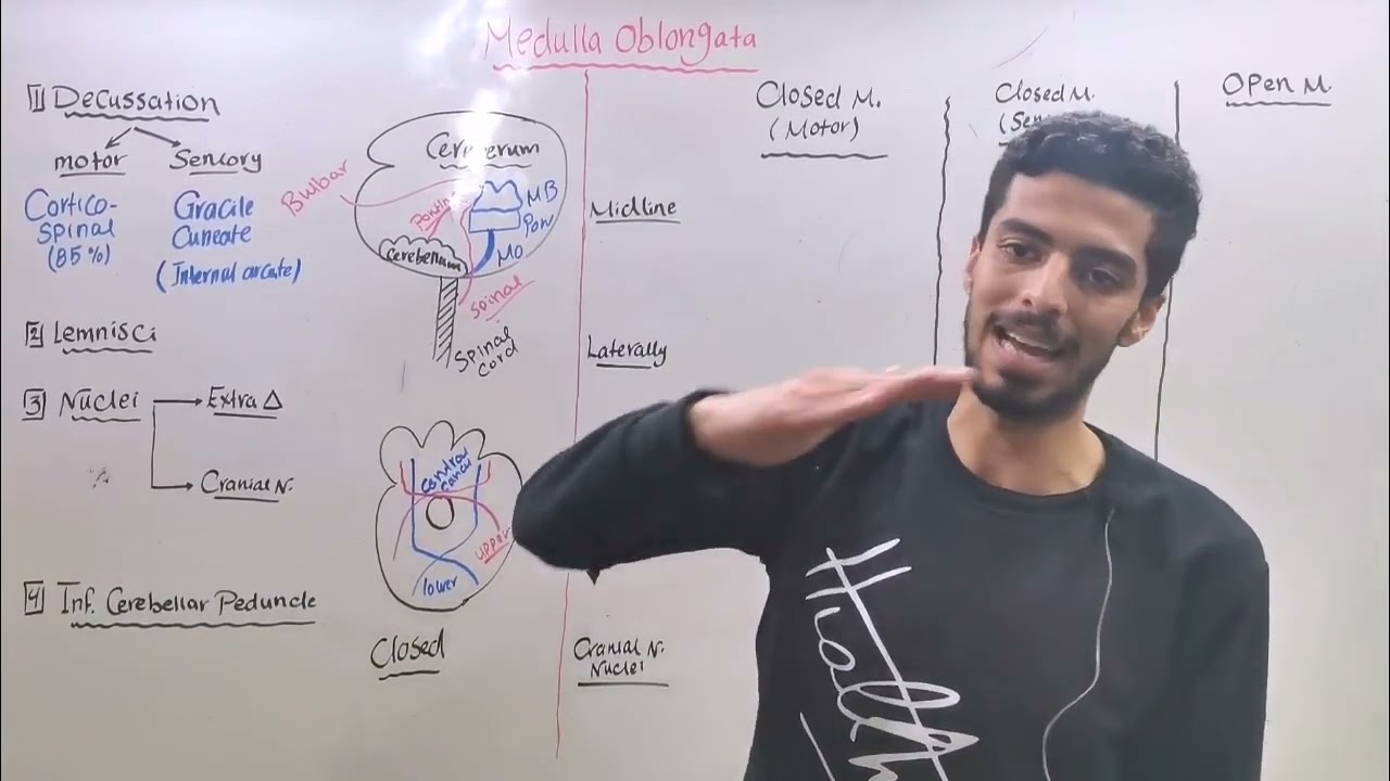 CNS 13 (Medulla oblongata)