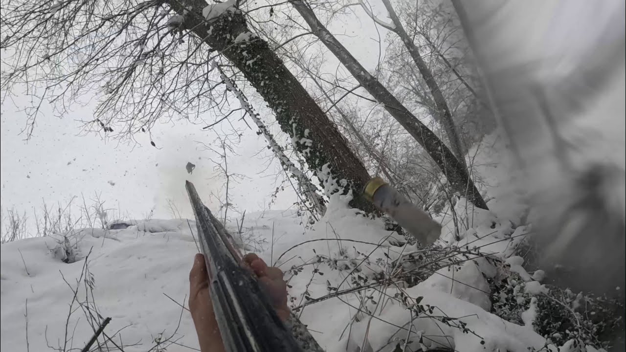 Woodcock hunting under snowfall #woodcock #winter #hunting