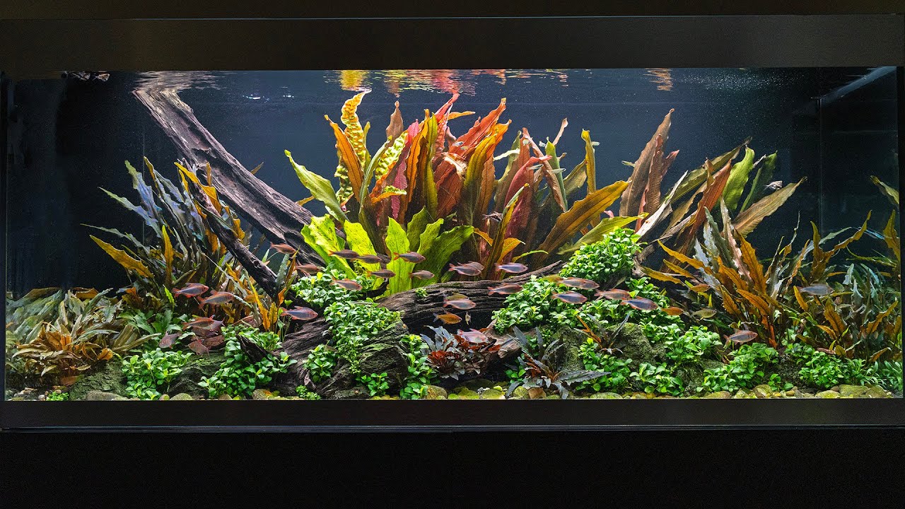 RELAX WITH THIS BEAUTIFUL AQUASCAPE - 4K CINEMATIC