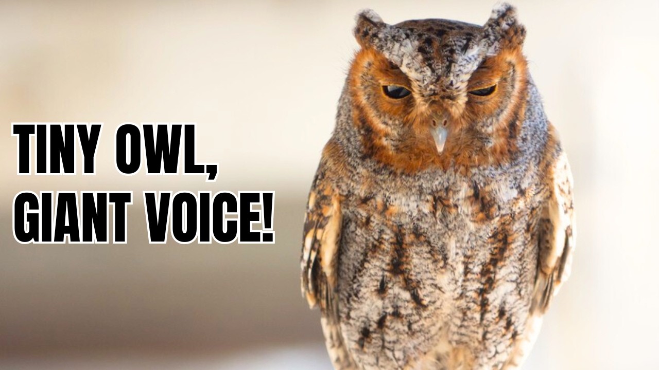 Flammulated Owl: The Tiny Owl with a Giant Voice You'll Never See Coming