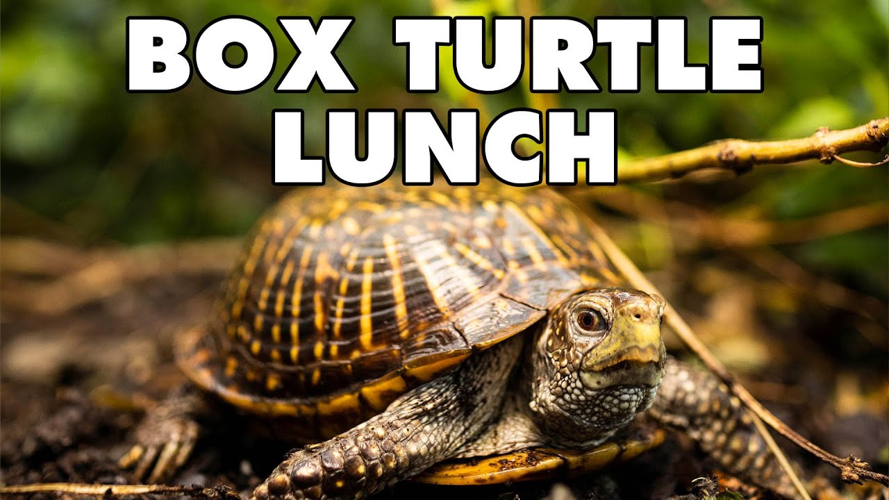 Ornate Box Turtles | Animal Feeding