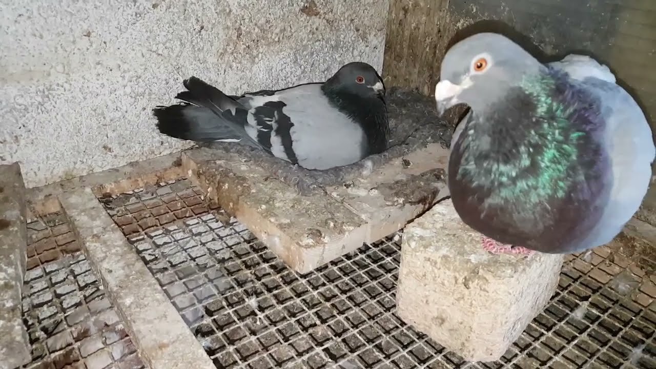 Cómo hacer el cambio de huevos de la paloma a nodriza