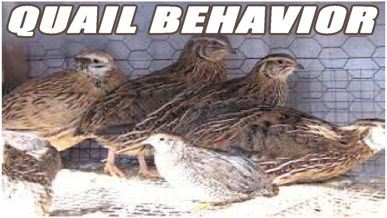 The Behavior Of The Quail Family