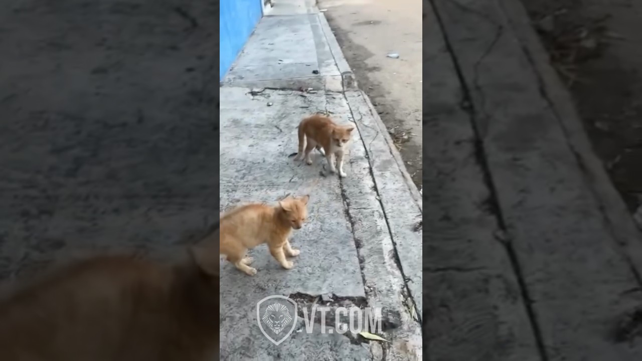Orange Cat Tries to Act Tough&hellip; Fails Hilariously 😹💥