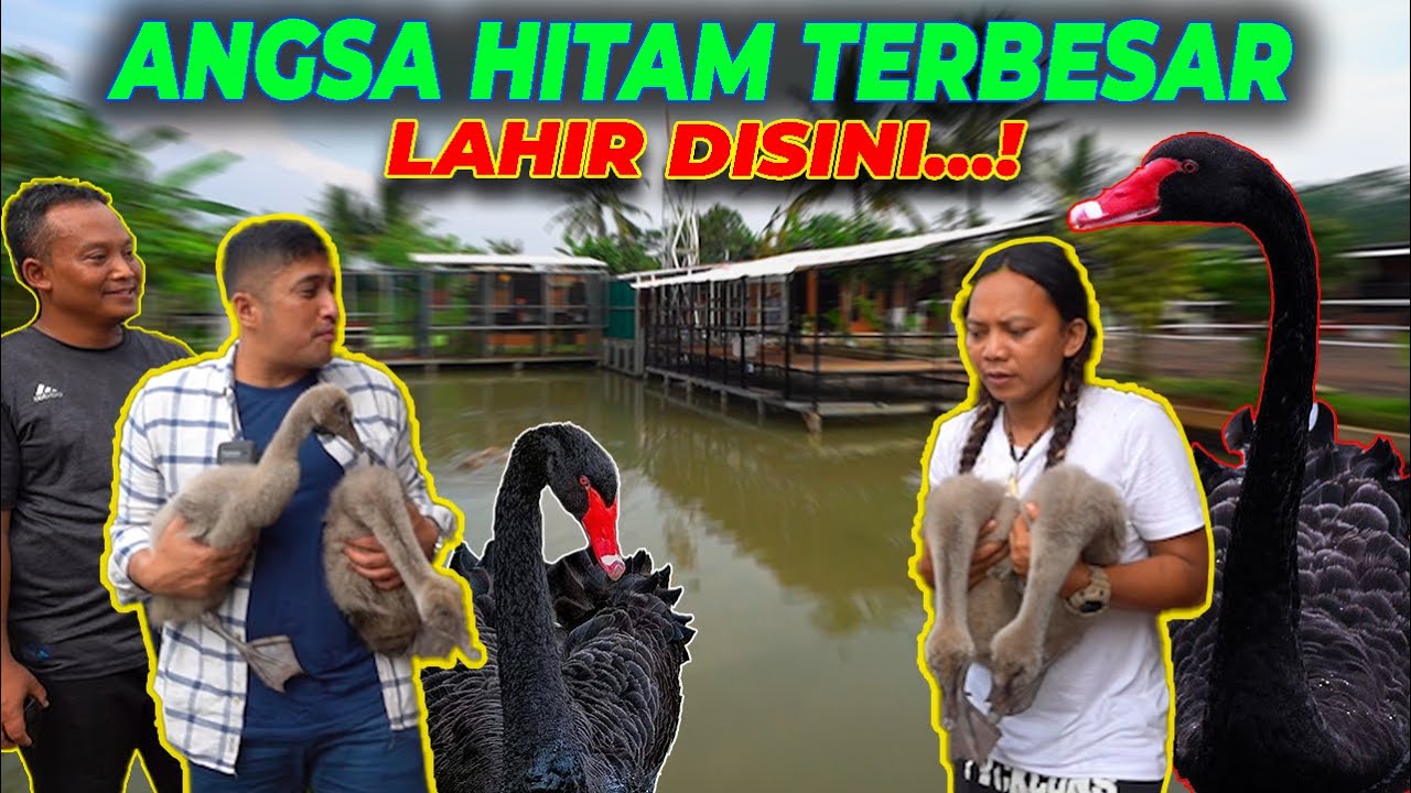 DEDE INOEN MELONGO MELIHAT KOLEKSI HEWAN MEWAH ! SALAH SATUNYA CALON PENGHUNI DEHAKIMS..