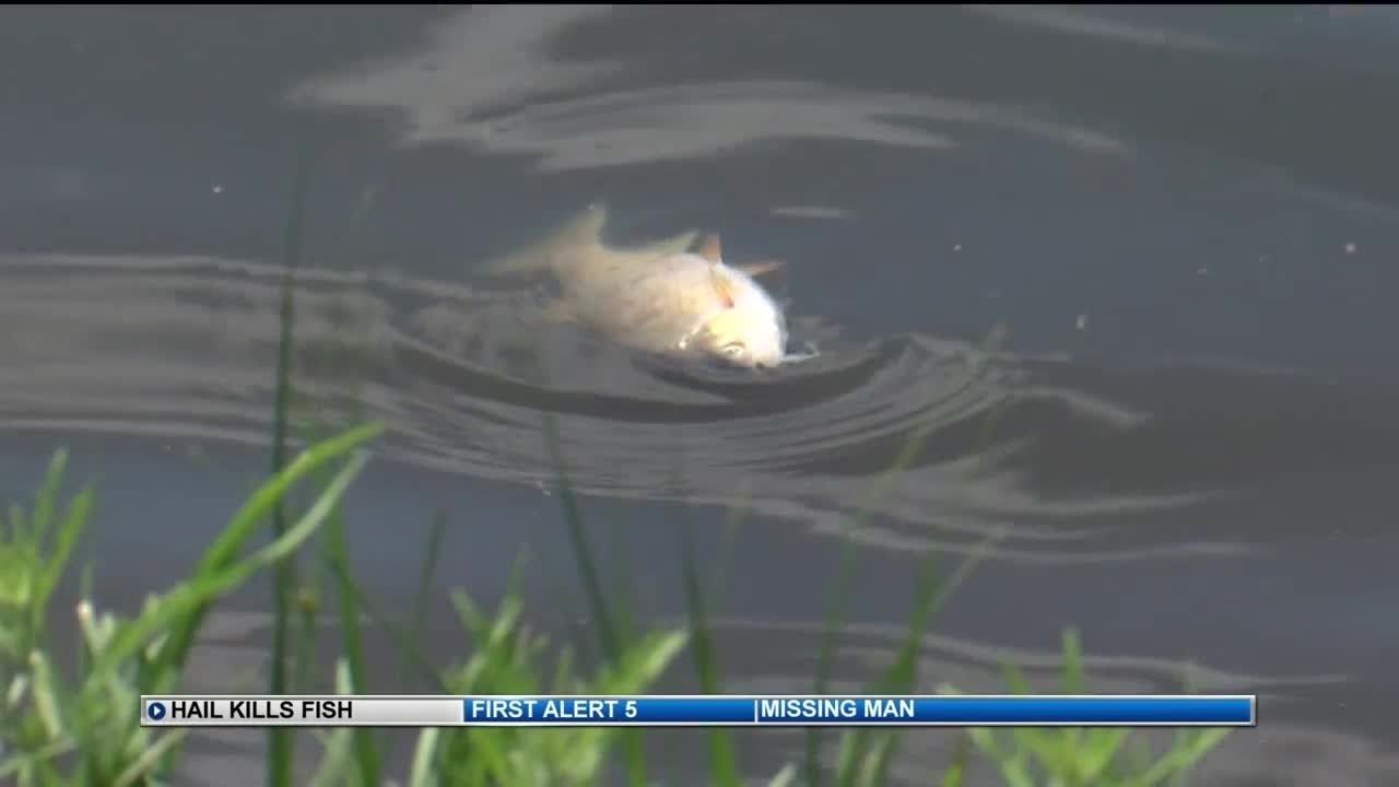 Hail storm kills a large number of fish in Fountain Creek Regional Park