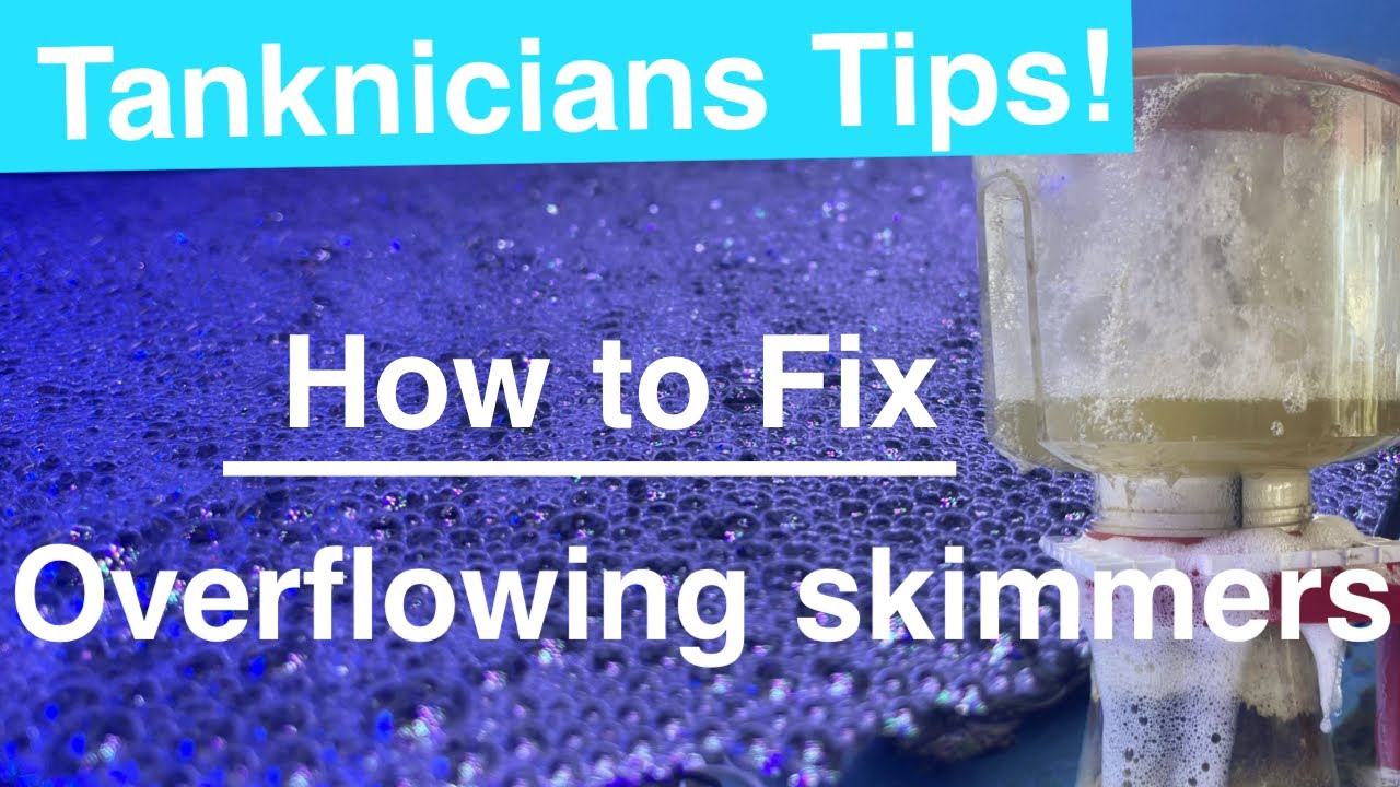 Easy fix for Overflowing Protein Skimmer | Tanknicians Tips!