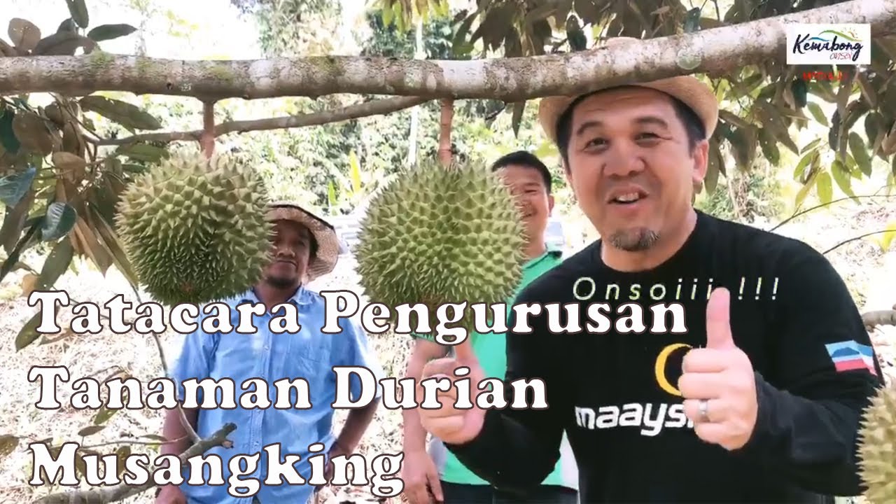 Tatacara Pengurusan Tanaman Durian Musang king