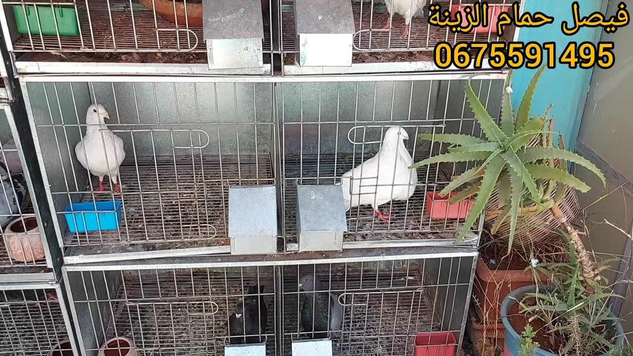 الخينيسي بلانكو😍 السيفيانوس الكناريو 💯 كوبلات المليح✅️ثمن جد مناسب🟰🎁 الزاجل مولمنز🍒