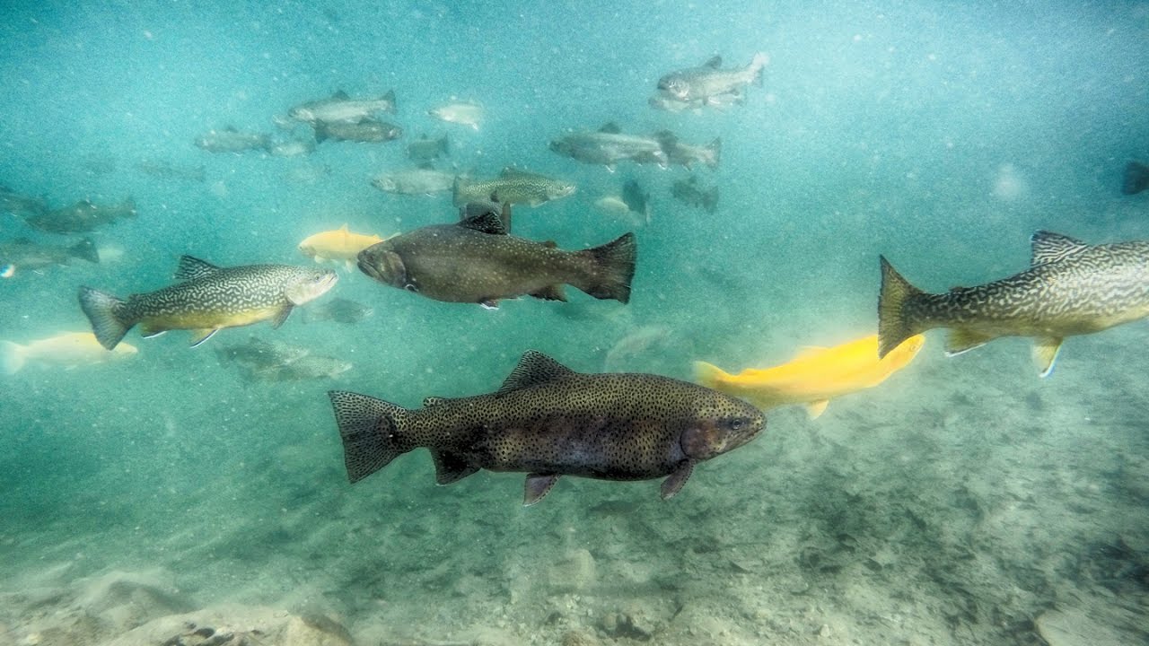 Trout Underwater Relaxing Nature Background Video