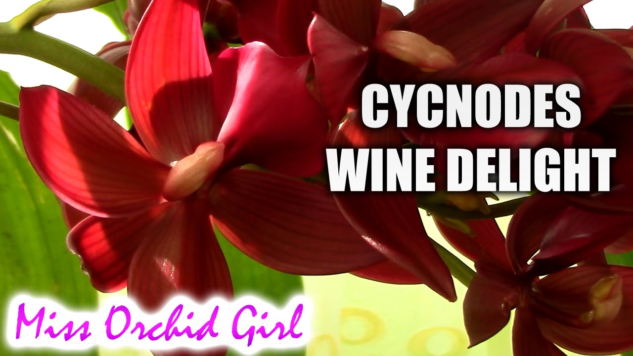 Cycnodes Wine Delight - A truly amazing orchid
