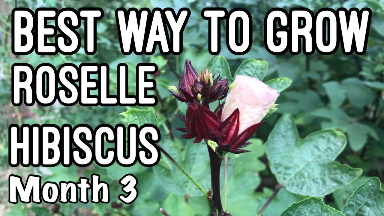 Growing ROSELLE HIBISCUS in zone 8b | Planta de Jamaica