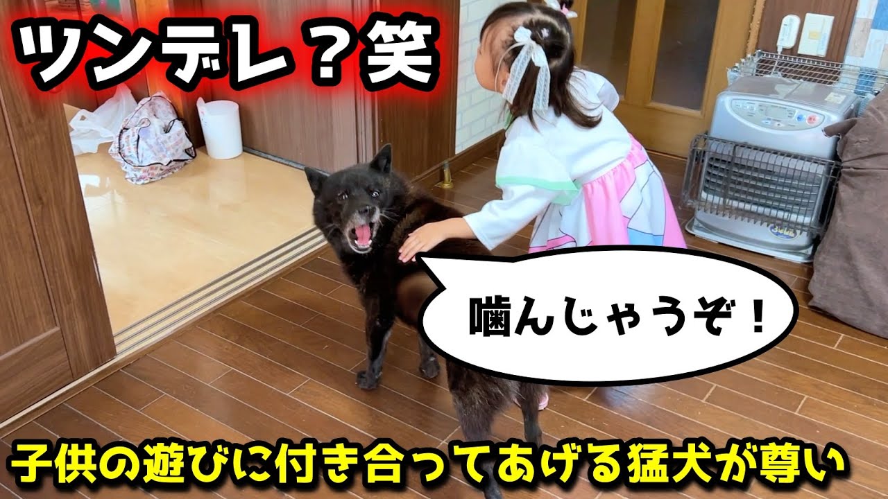 【甲斐犬】子供の遊びに一生懸命付き合ってあげる猛犬が尊い
