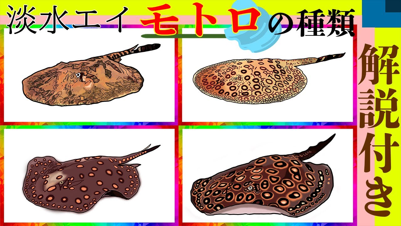 淡水エイモトロの種類を紹介！エクセルコロンビアモトロ？コロンビア？ブラジル？産地が違うと形や色が変わる？